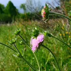 KNAUTIA arvensis - Petite Scabieuse