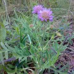 KNAUTIA arvensis - Petite Scabieuse