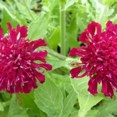 KNAUTIA macedonica - Petite Scabieuse