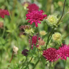 KNAUTIA macedonica - Petite Scabieuse