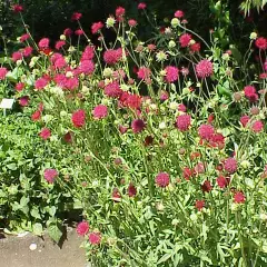 KNAUTIA macedonica - Petite Scabieuse