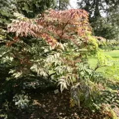 ARALIA elata variégata - Angélique en arbre panacé