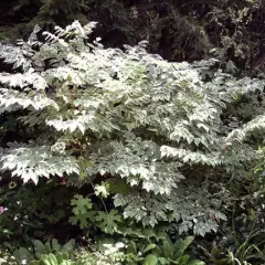 ARALIA elata variégata - Angélique en arbre panacé