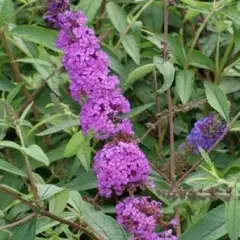 BUDDLEJA davidii 'Ile de France' - Arbre aux papillons