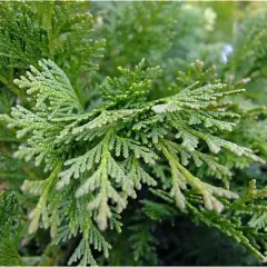 CHAMAECYPARIS lawsoniana 'Minima Glauca' - Cyprès de Lawson nain