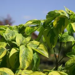 CORNUS florida 'Cherokee Sunset' - Cornouiller à fleurs