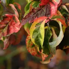 CORNUS florida 'Cherokee Sunset' - Cornouiller à fleurs