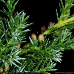 JUNIPERUS chinensis 'Blue alps' - Genévrier 'blue alps