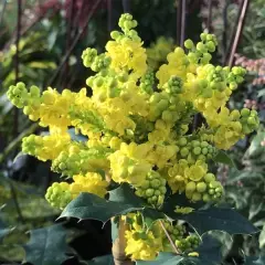 MAHONIA X Wagneri 'Pinnacle'