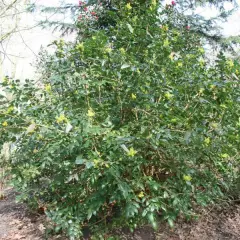 MAHONIA X Wagneri 'Pinnacle'