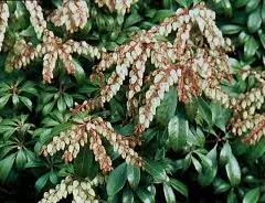 PIERIS japonica 'Select' - Andromède du Japon