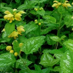 LAMIASTRUM galeobdolon 'Florentinum' - Lamier