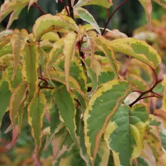 STACHYURUS chinensis 'Joy Forever' - Arbuste à floraison hivernal