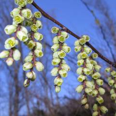 STACHYURUS chinensis 'Joy Forever' - Arbuste à floraison hivernal