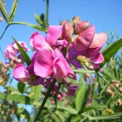 LATHYRUS latifolius 'Pink Pearl' - Pois vivace