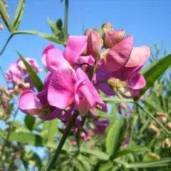 LATHYRUS latifolius 'Pink Pearl' - Pois vivace