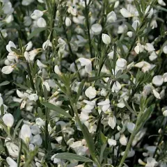 CYTISUS praecox 'Albus' - Genêt précoce blanc 'Albus'