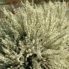 CYTISUS praecox 'Albus' - Genêt précoce blanc 'Albus'