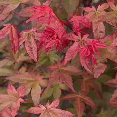 Érable du Japon 'Deshojo' - Acer palmatum 'Deshojo', érable japonais