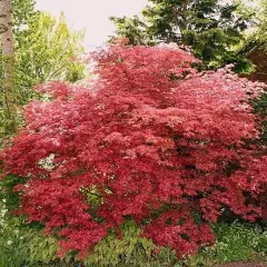 Érable du Japon 'Deshojo' - Acer palmatum 'Deshojo', érable japonais