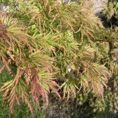 Érable du Japon 'Seiryu' - Acer palmatum 'Beni-Maiko', érable japonais