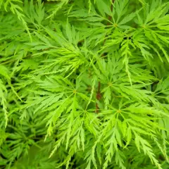 Érable du Japon 'Seiryu' - Acer palmatum 'Beni-Maiko', érable japonais