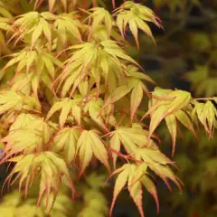 Érable du Japon 'Katsura' - Acer palmatum 'Katsura', érable japonais