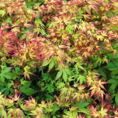 Érable du Japon 'Katsura' - Acer palmatum 'Katsura', érable japonais