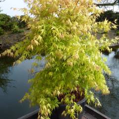 Érable du Japon 'Katsura' - Acer palmatum 'Katsura', érable japonais