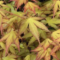 Érable du Japon 'Katsura' - Acer palmatum 'Katsura', érable japonais