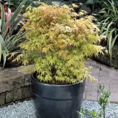 Érable du Japon 'Katsura' - Acer palmatum 'Katsura', érable japonais