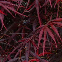 Érable du Japon 'Red Pygmy - Acer palmatum 'Red Pygmy, érable japonais