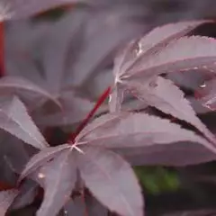 ACER palmatum 'Skeeter's Broom' - Erable du japon