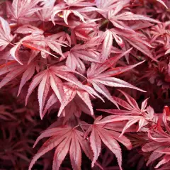 ACER palmatum 'Skeeter's Broom' - Erable du japon
