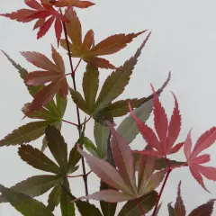 ACER palmatum 'Skeeter's Broom' - Erable du japon