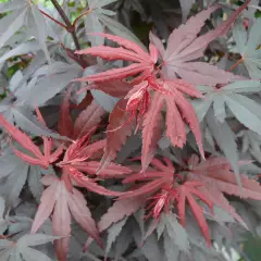 ACER palmatum 'Skeeter's Broom' - Erable du japon