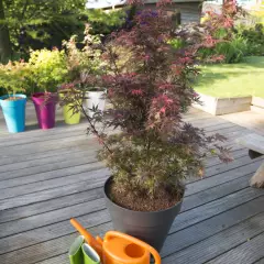 ACER palmatum 'Skeeter's Broom' - Erable du japon