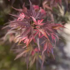 Érable du Japon 'Skeeter's Broom' - Acer palmatum 'Skeeter's Broom' érable japonais