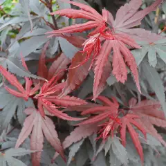 ACER palmatum 'Skeeter's Broom' - Erable du japon
