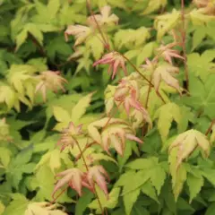 Érable du Japon 'Bi hoo' - Acer palmatum 'Bi hoo', érable japonais