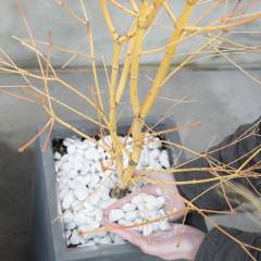Érable du Japon 'Bi hoo' - Acer palmatum 'Bi hoo', érable japonais
