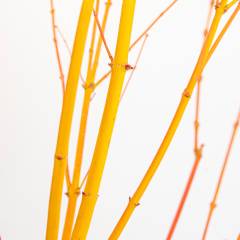 Érable du Japon 'Bi hoo' - Acer palmatum 'Bi hoo', érable japonais