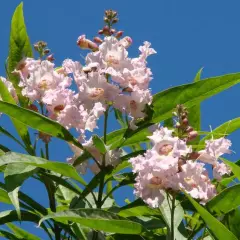 CHITALPA tashkentensis 'Summer Bells' ® - Chitalpa de Taschkent