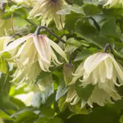 CLEMATITE 'Amber'®