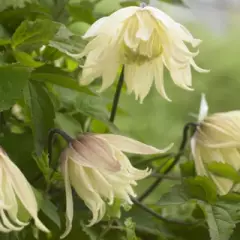 CLEMATITE 'Amber'®