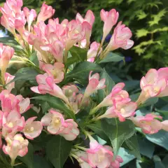 WEIGELIA 'All Summer Peach'®