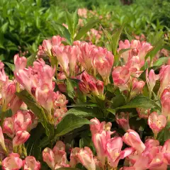 WEIGELIA 'All Summer Peach'® - Weigéla, Weigélie fleurie