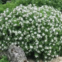 DAPHNE transatlantica 'Eternal Fragrance' - Daphnée parfumée