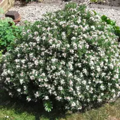 DAPHNE transatlantica 'Eternal Fragrance' - Daphnée parfumée