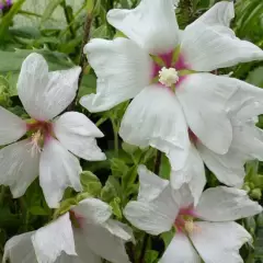 LAVATERA 'Blushing Bride' - Lavatère